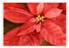 09poinsettia1-1