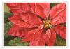 09poinsettia1-2
