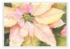 09poinsettia1-4