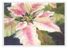 09poinsettia1-5