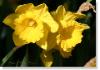 daffodil 008