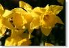 daffodil 025