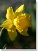 daffodil 095