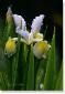 Susie Short Photography Iris Card 032