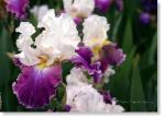 Susie Short Photography Iris Card 062