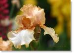 Susie Short Photography Iris Card 123