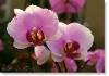 orchid-013