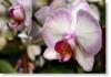 orchid-025