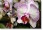 orchid-025