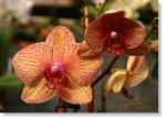 orchid-032