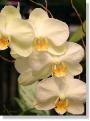 orchid-039