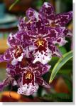 orchid-050