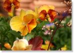 pansy-023