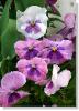 pansy-290