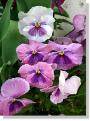 pansy-290