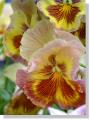pansy-309