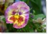 pansy-311