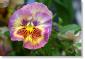pansy-311